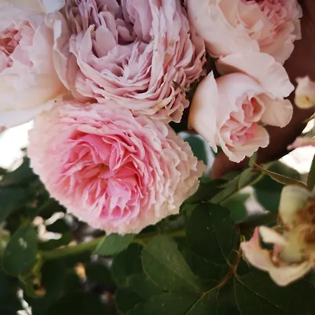 شقة Apartma Oreh Ziba *