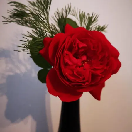 Apartma Oreh Ziba Bohinj