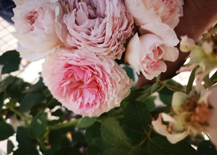 Appartamento Apartma Oreh Ziba *