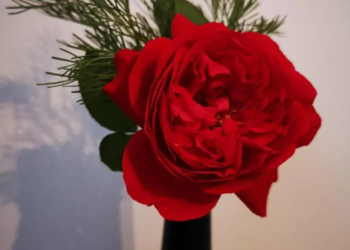 Apartma Oreh Ziba Bohinj